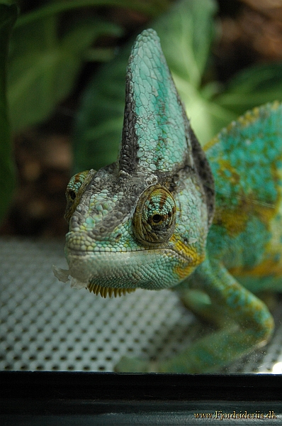 DSC_7946.JPG - Berlin Zoo 2005