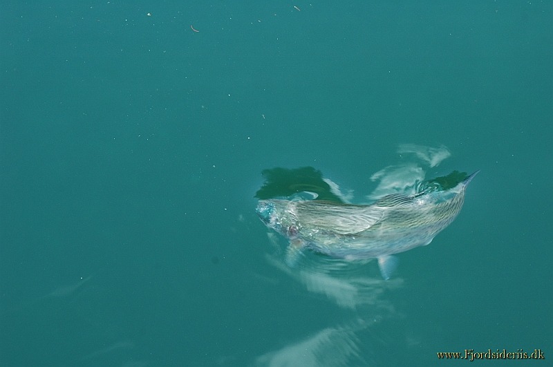 DSC_2963.JPG