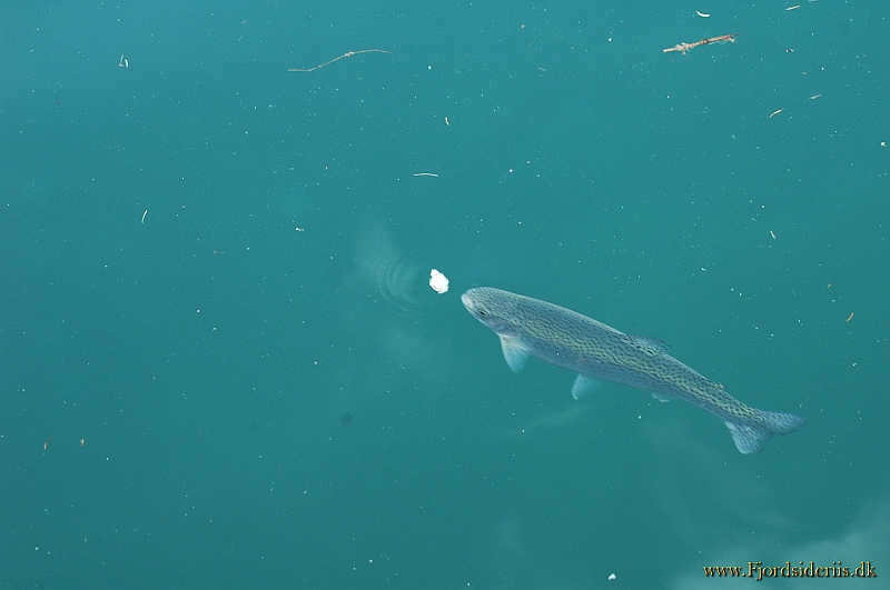 DSC_2965.JPG